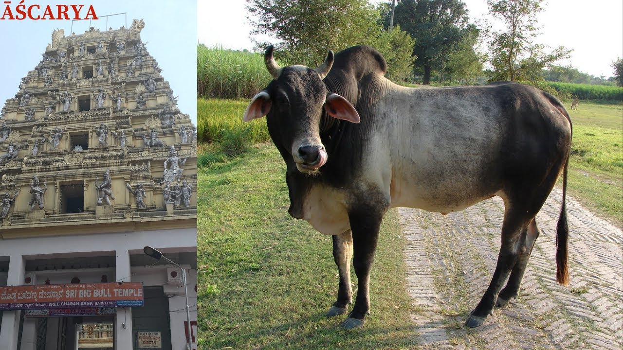 Bangalore's Bull Temple | Incredible Temples of India
