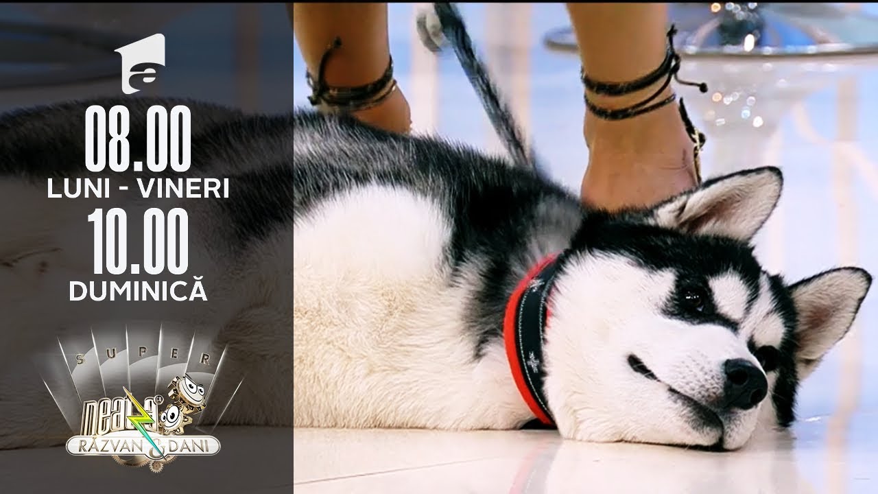 Invitați Neatza | Super exemplare de Husky Siberian, în direct, la Neatza de Weekend
