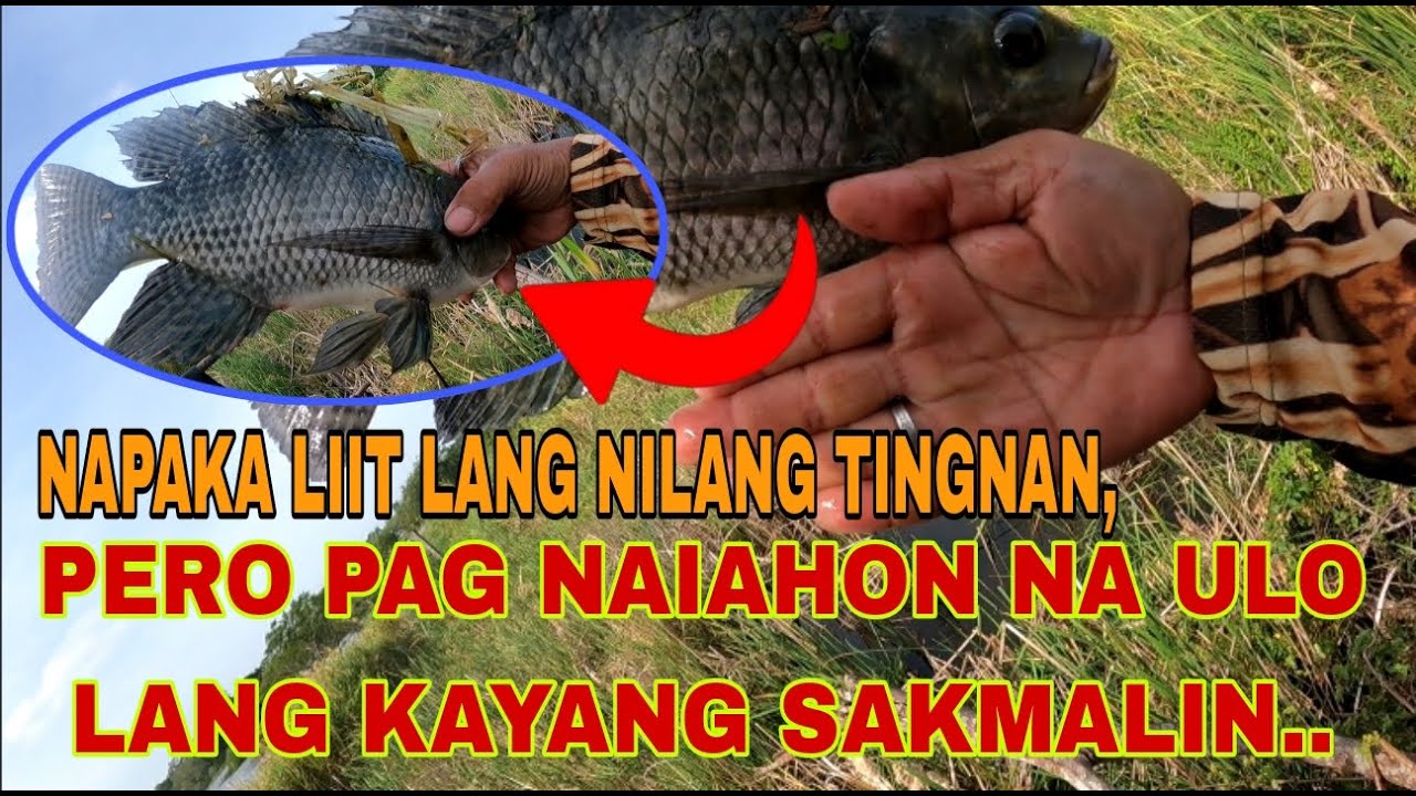 P1 ANG LILIIT LANG KUNG TITINGNAN ANG ISDA DITO,PERO ULO LANG PALA KAYANG SAKMALIN /Airgun Fishing