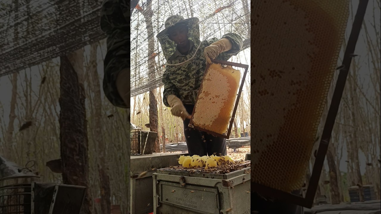 Take honey. #beefeater #beebreeder #saveourbees #honeybeesting