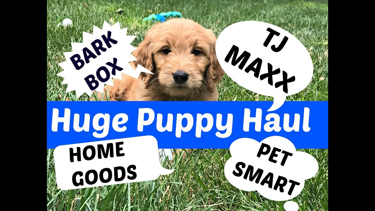 Our New Puppy | Bark Box | Puppy Haul TJ Maxx, Home Goods, Pet Smart