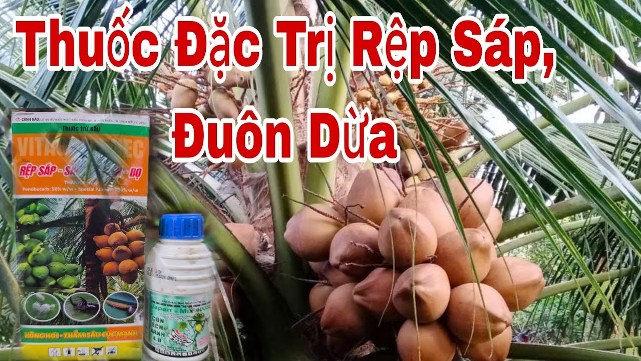 Thuốc trị rệp sáp,, cách vệ sinh vườn dừa chuẩn nhất,, phân bón cho dừa 