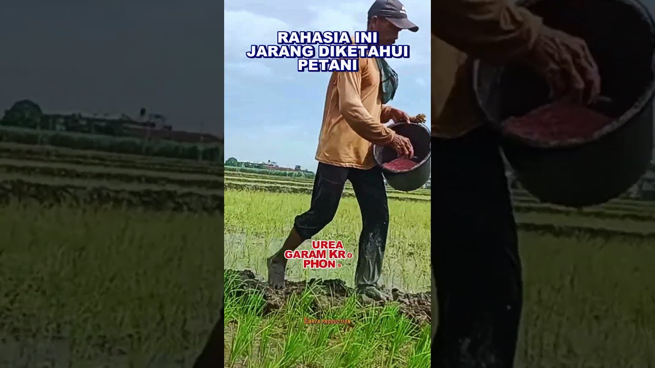 TEHNIK PEMUPUKAN PADI YANG JARANG DI KETAHUI #shorts