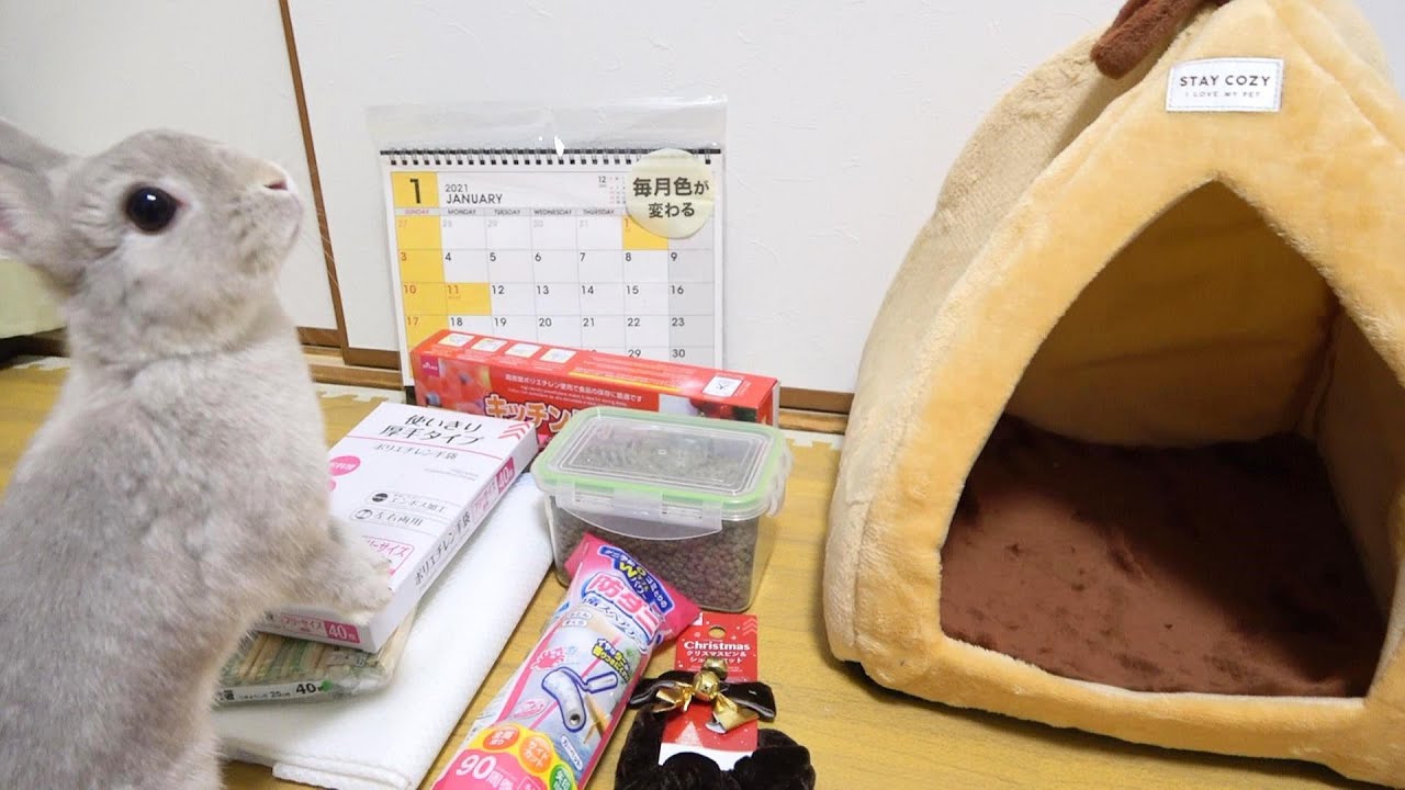 100円ショップでうさぎさんに役立つ商品たくさん買ったった