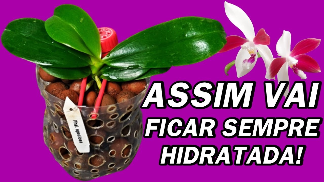 Replante de Orquídea Phalaenopsis na Semi Hidroponia com Argila e Pedrisco. | JD Orquídeas