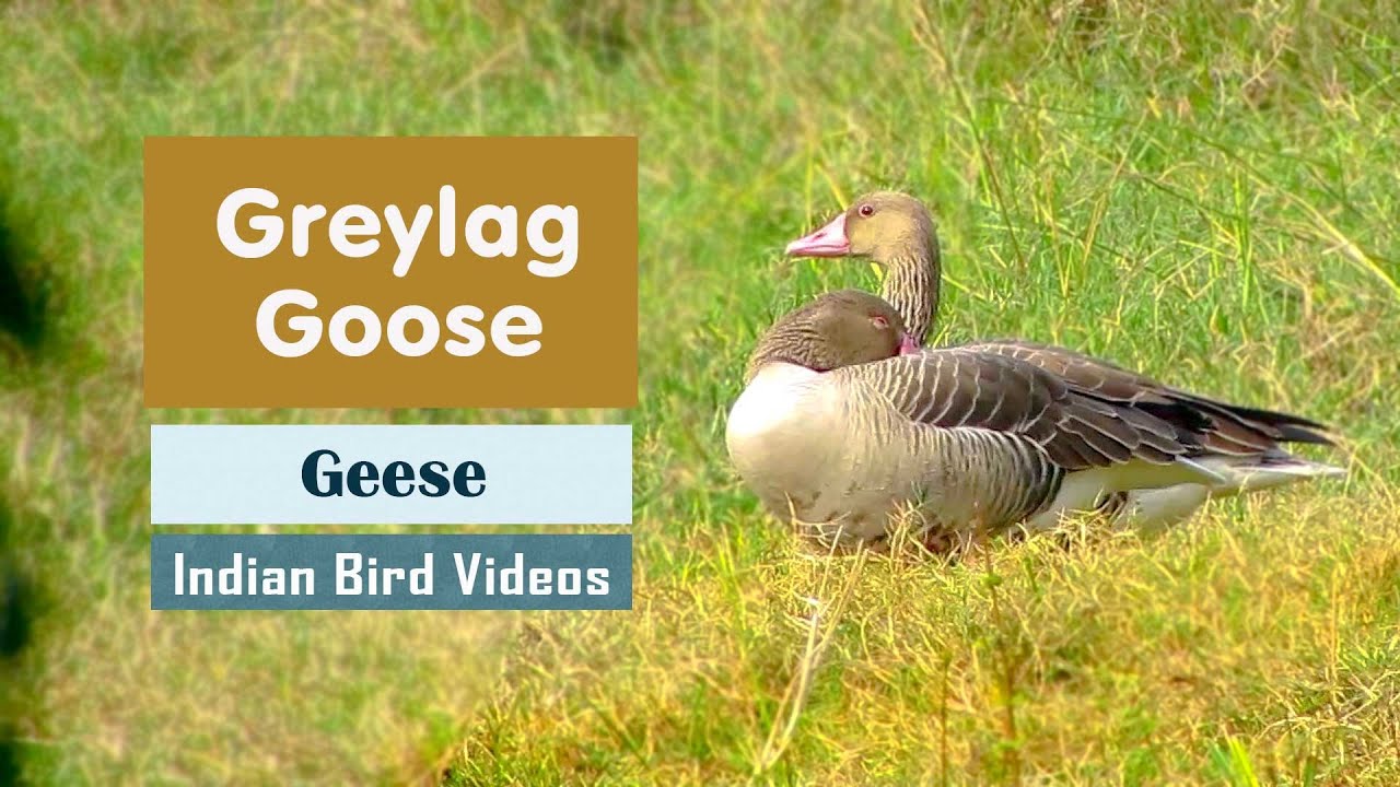 The Greylag Goose (Anser anser) - Indian Bird Videos