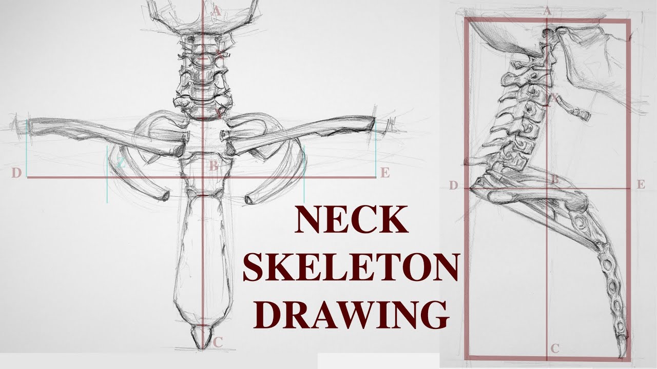 Neck Skeleton Drawing - Front & Side View - Advanced Anatomy for Artists