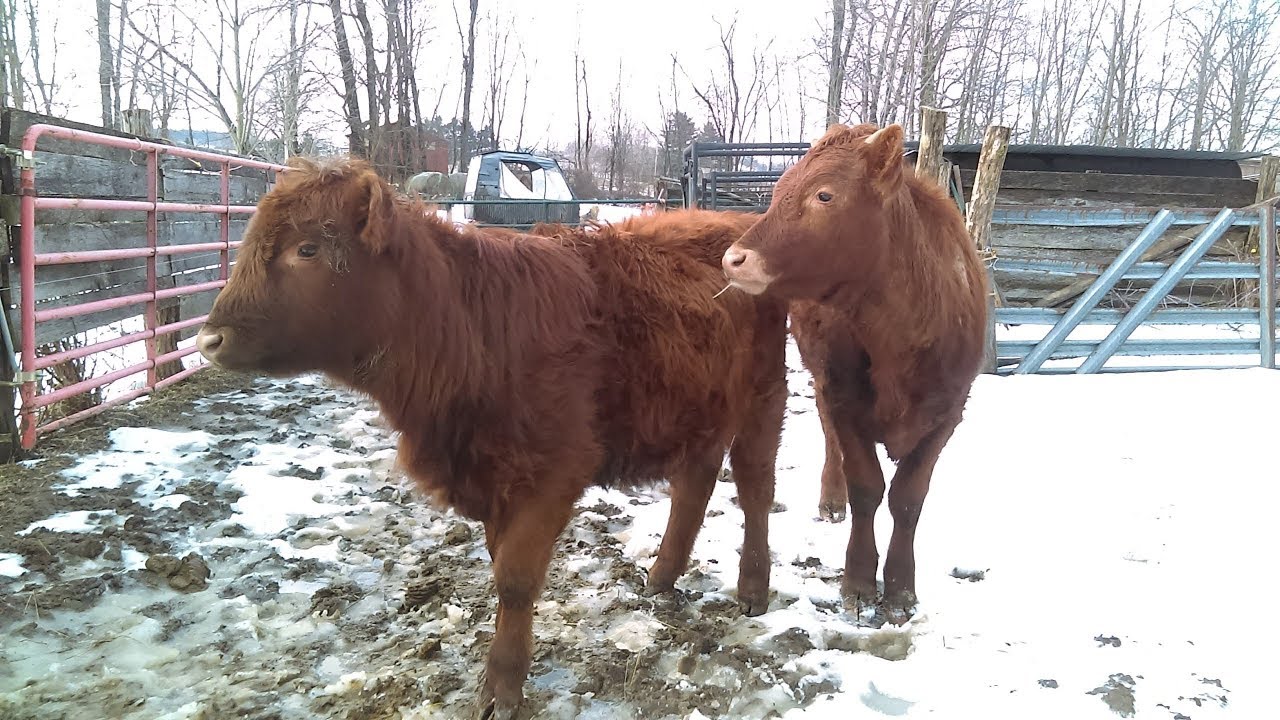 Weaning My Calves
