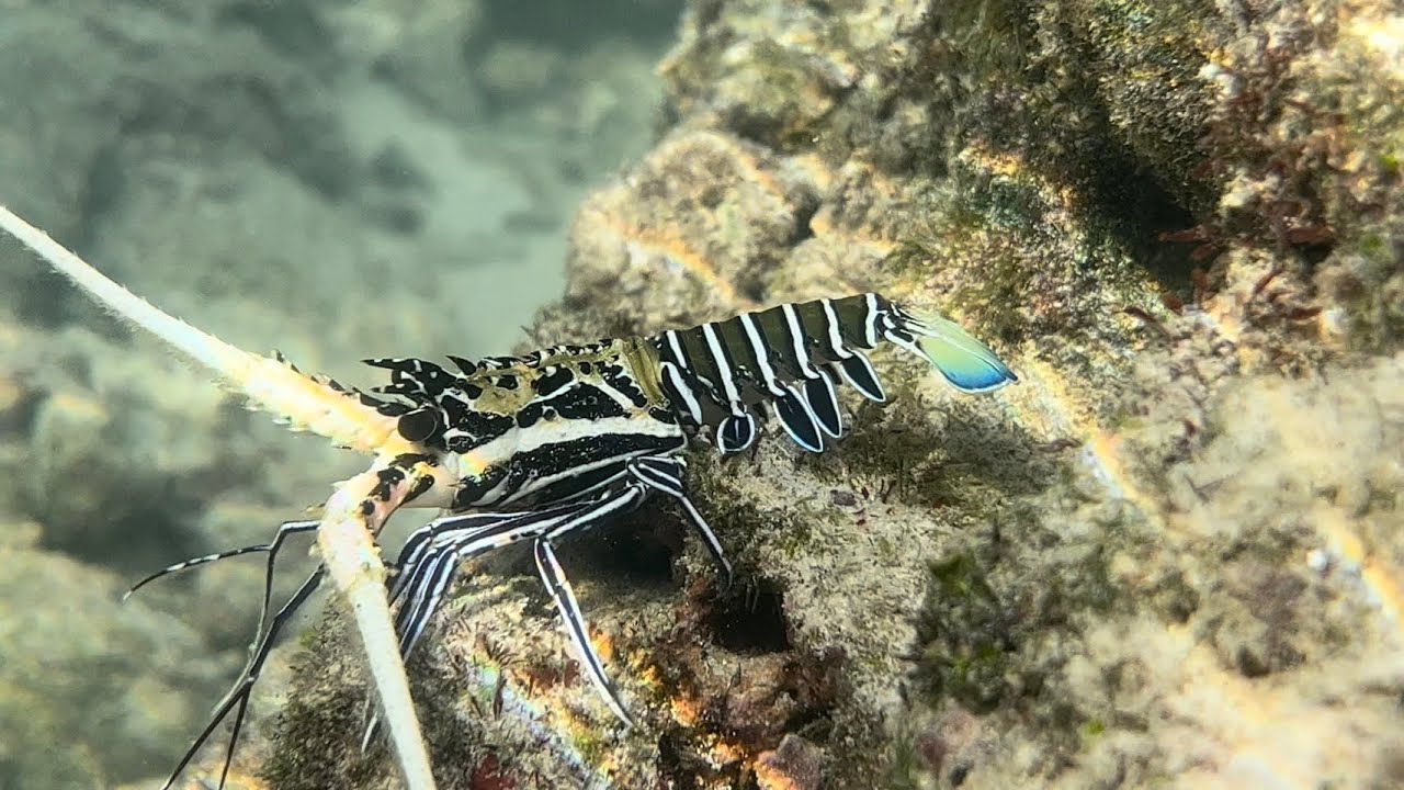 Phuket Marriott Resort & Spa, Merlin Beach 2