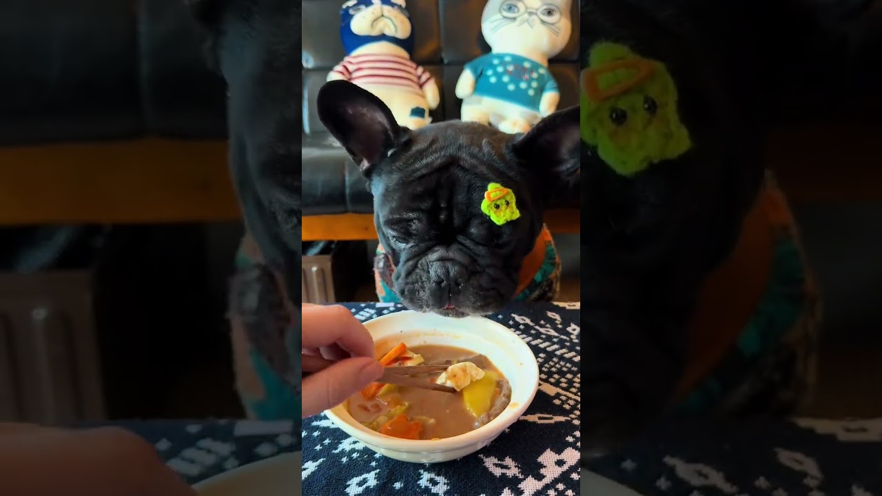Happy puppy eats warm beef tofu pot today
