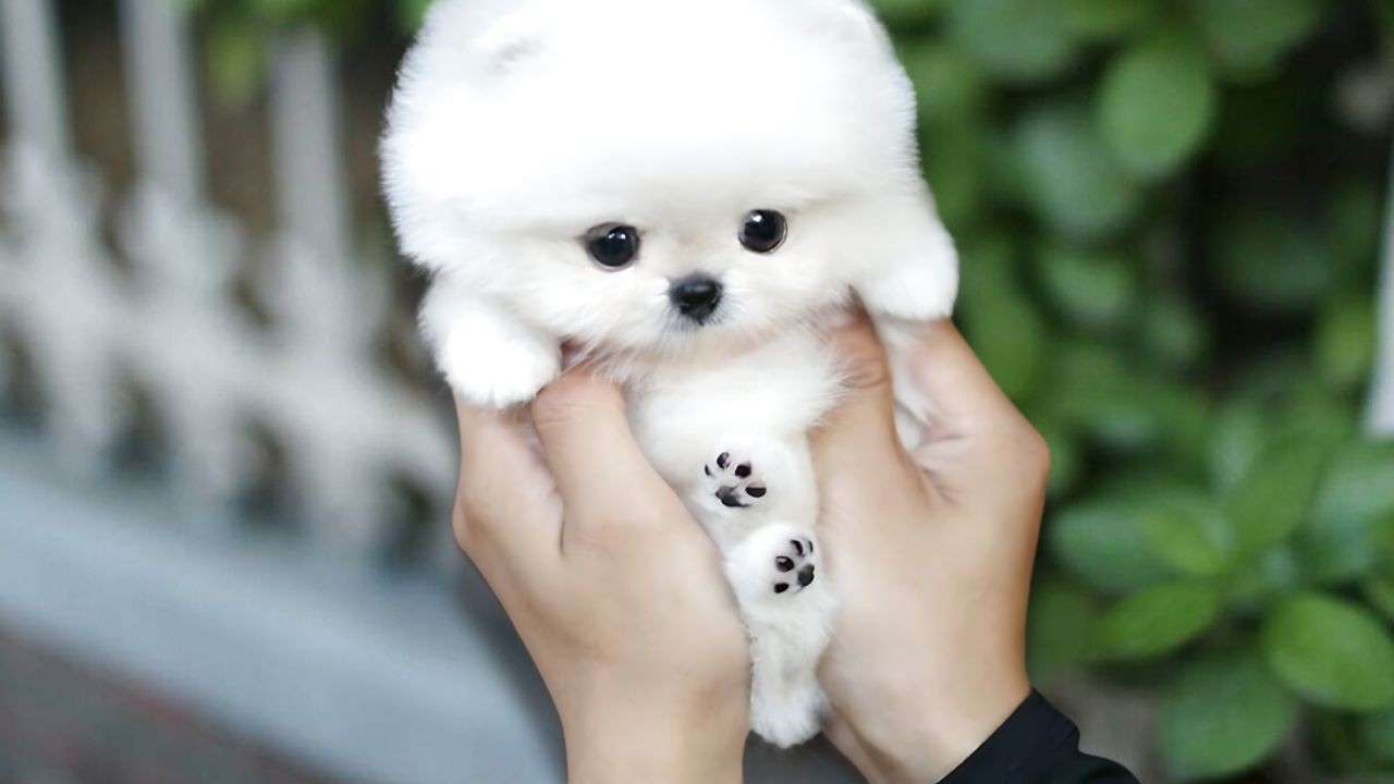 20 Dog Breeds That Have The CUTEST Puppies