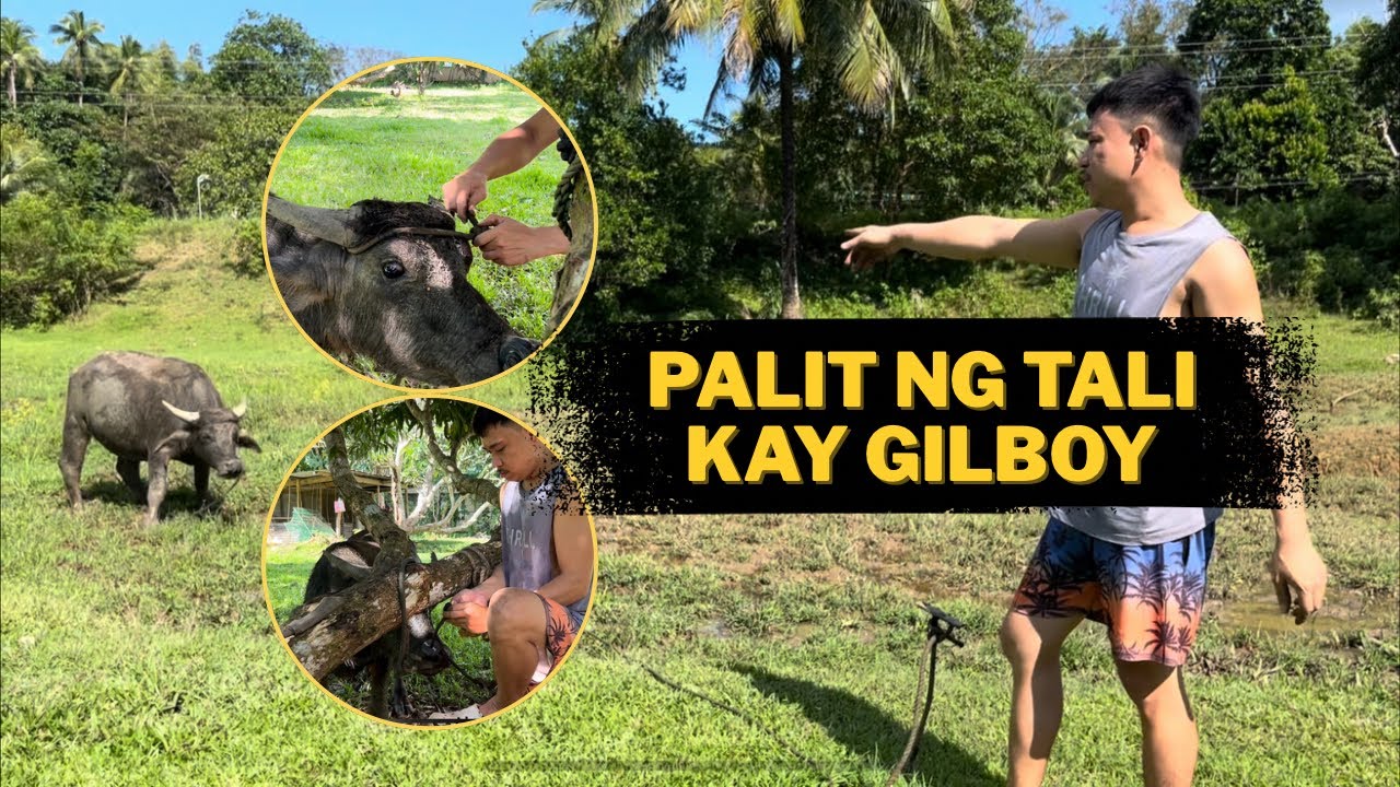 Pinalitan natin ng Pang ilong na Tali and Ating Kalabaw 