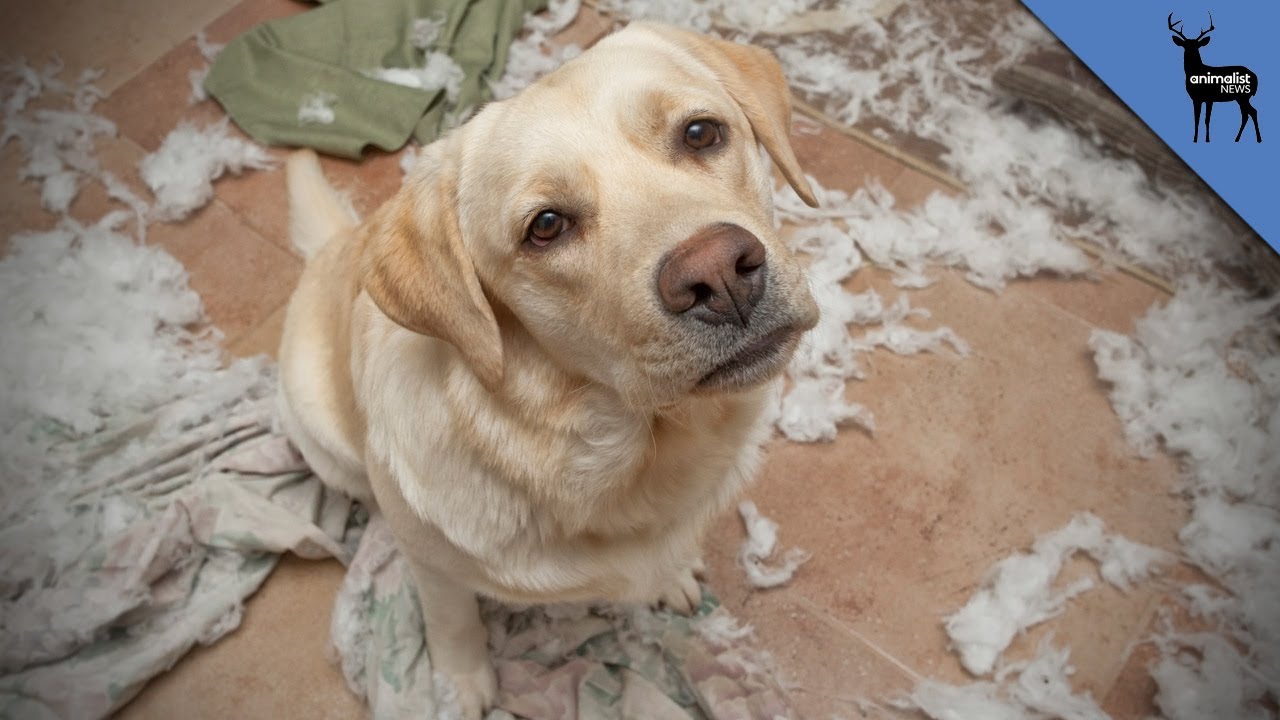 Могут ли собаки испытывать чувство вины?
