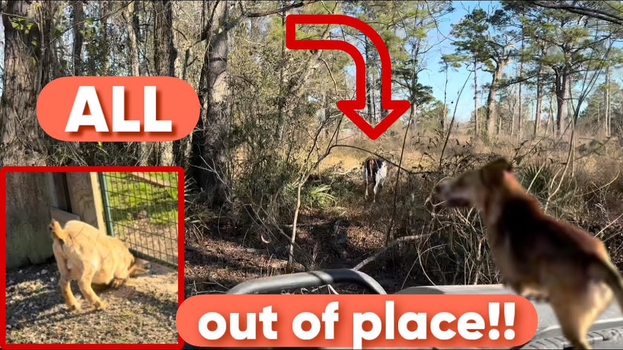 They came chasing… but I CHASE BACK! 