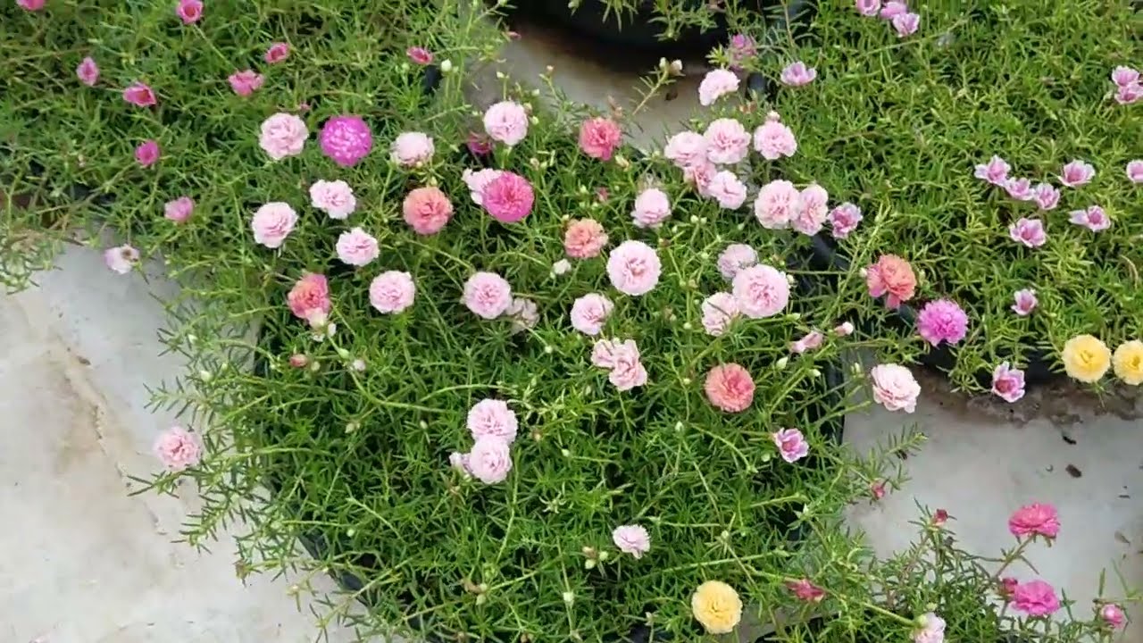 30 colours RS 300 for order whatsapp No 9025399073🌹 tablerose onlinesale pathumanipoo portulaca 