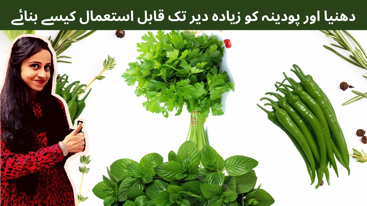 Tips to store Coriander, Mint Leaves, Green Chillis |How to preserve Coriander, Mint Leaves,Chillis