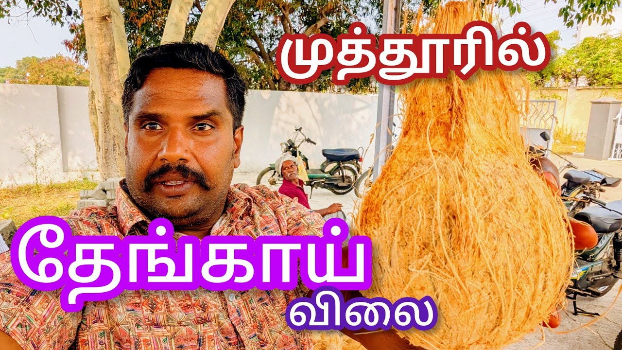 முத்தூரில் தேங்காய் விலை நிலவரம் 