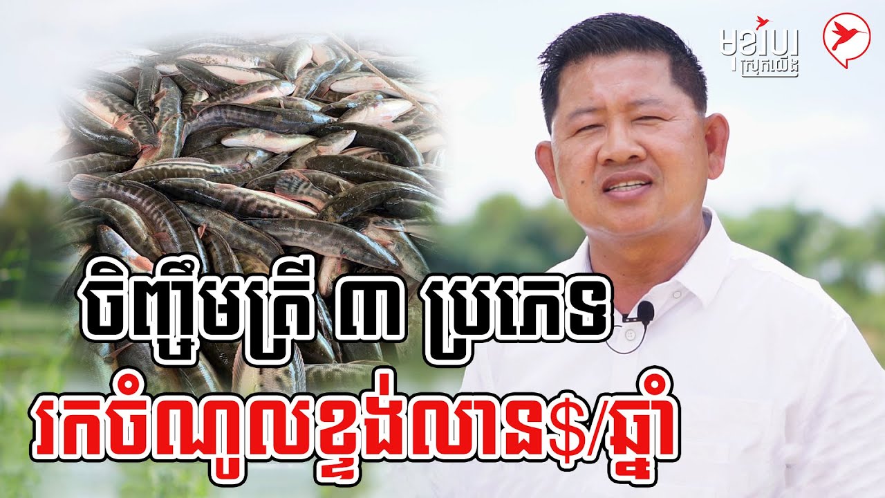 ចិញ្ចឹមត្រី ៣ ប្រភេទ រកចំណូលខ្ទង់លាន$/ឆ្នាំ