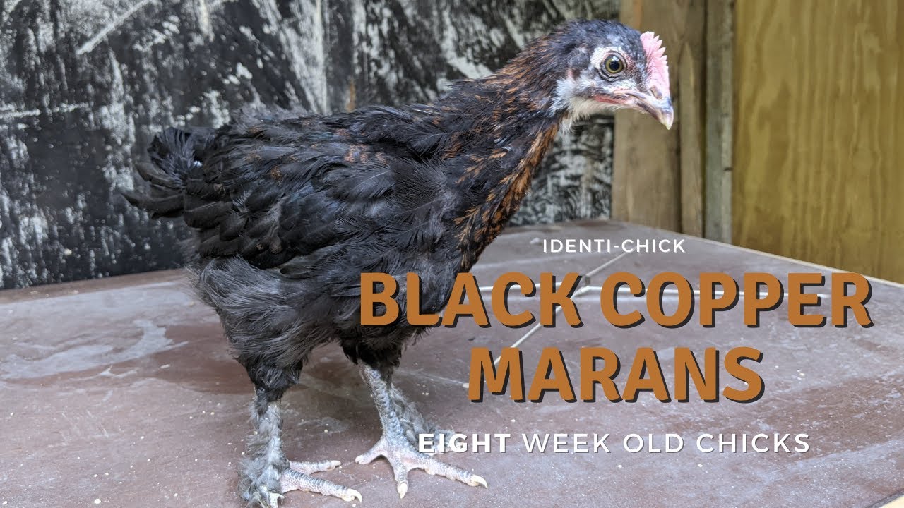 Black Copper Marans: 8-Week-Old Chicks