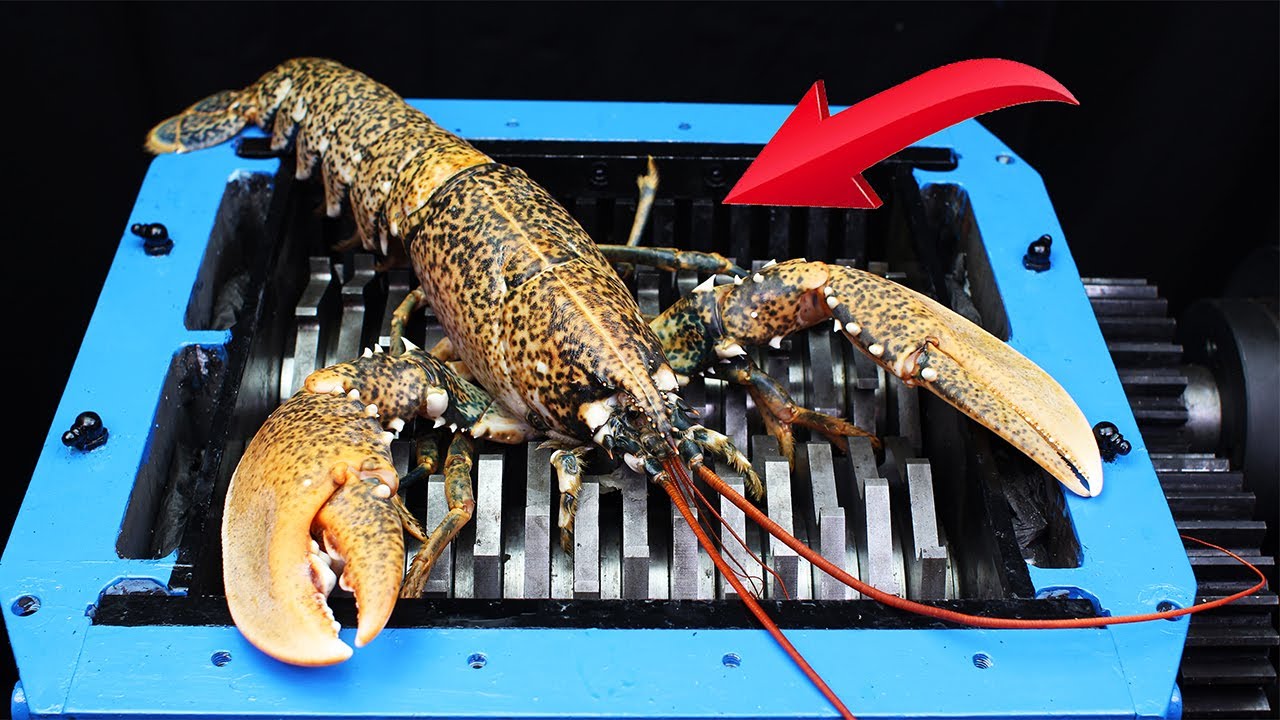 Experiment Shredding Giant Lobster And Toys | The Crusher