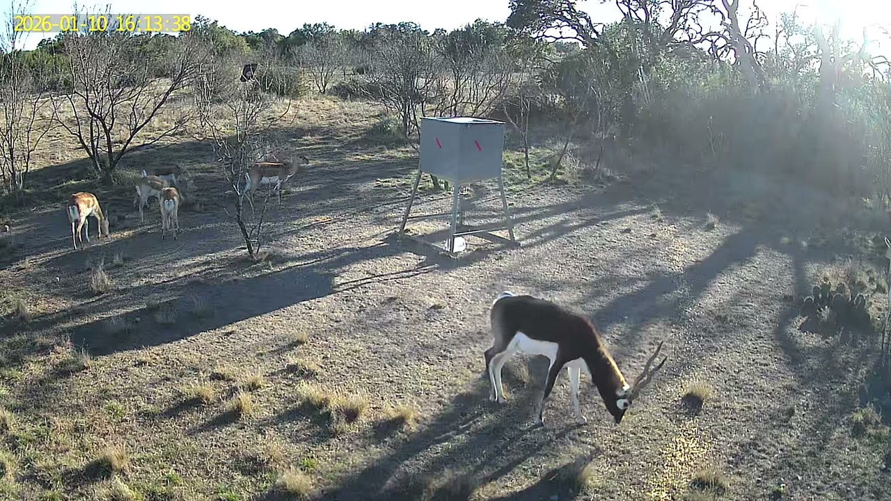 Blackbucks eating corn