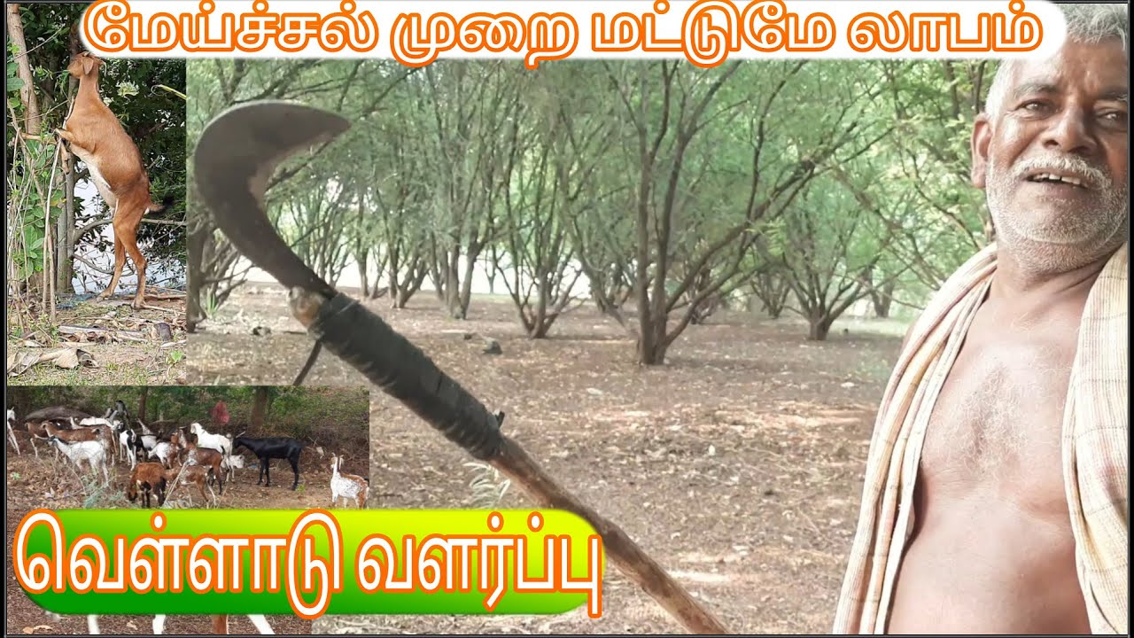 வெள்ளாடு வளர்ப்பு | goat's farming tamil velladu valarppu tamil vivasayam athisayam goat farming