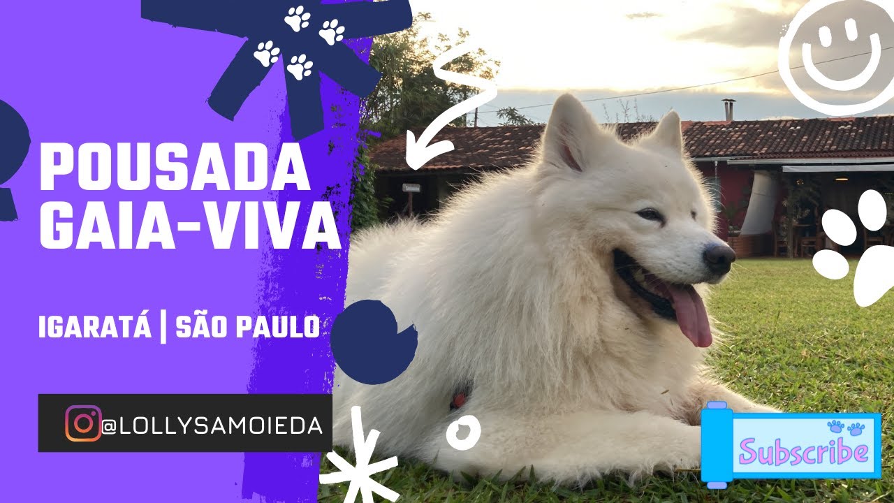 A POUSADA MAIS PET FRIENDLY DO MUNDO | GAIA VIVA | LOLLY SAMOIEDA