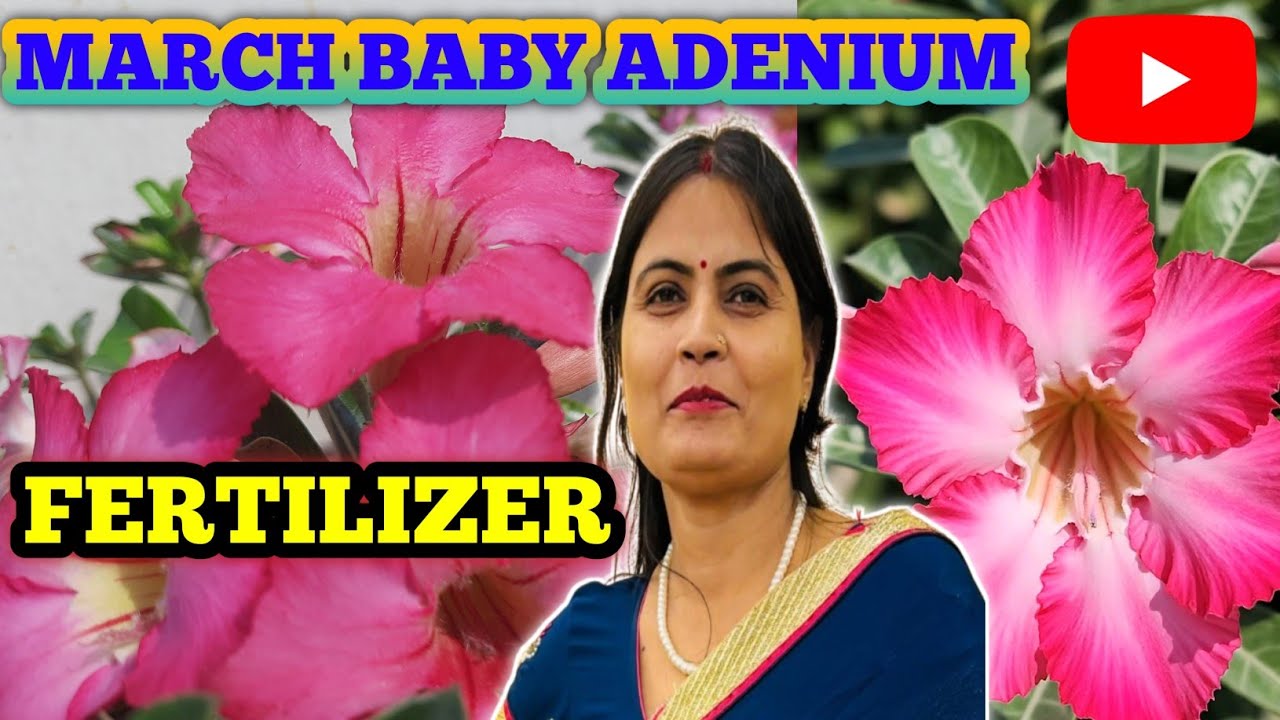 🔴 March mein Baby ADENIUM mein Feeding || BABY ADENIUM BEST POWERFUL FERTILIZER || Liquid Fertilizer