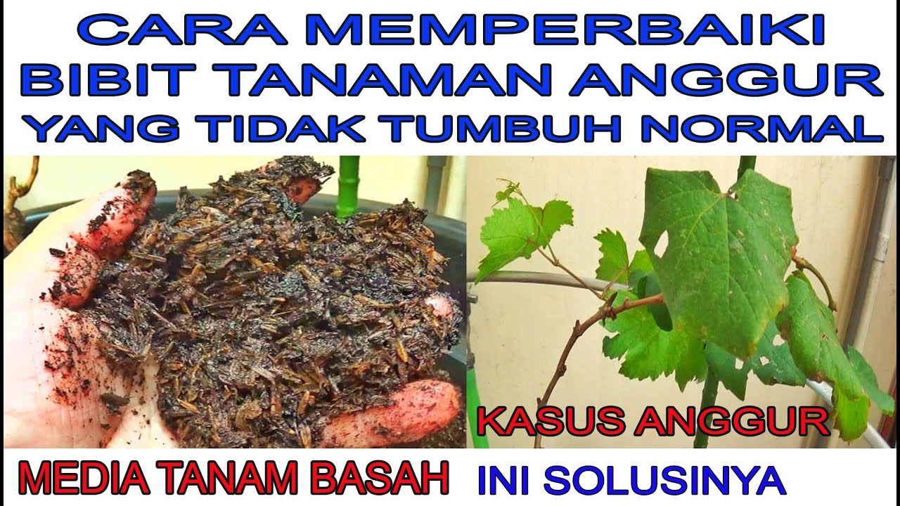CARA MEMPERBAIKI BIBIT TANAMAN ANGGUR YANG TIDAK TUMBUH NORMAL || MEDIA TANAM NYA BASAH || BISA MATI
