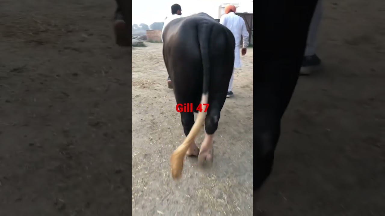 #neeli #ravi #buffalo #animal