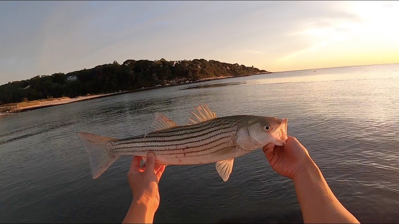 STRIPED BASS eating LIVE BLUEFISH?! (plus Fluke & Scup) [Cape Cod Fishing]
