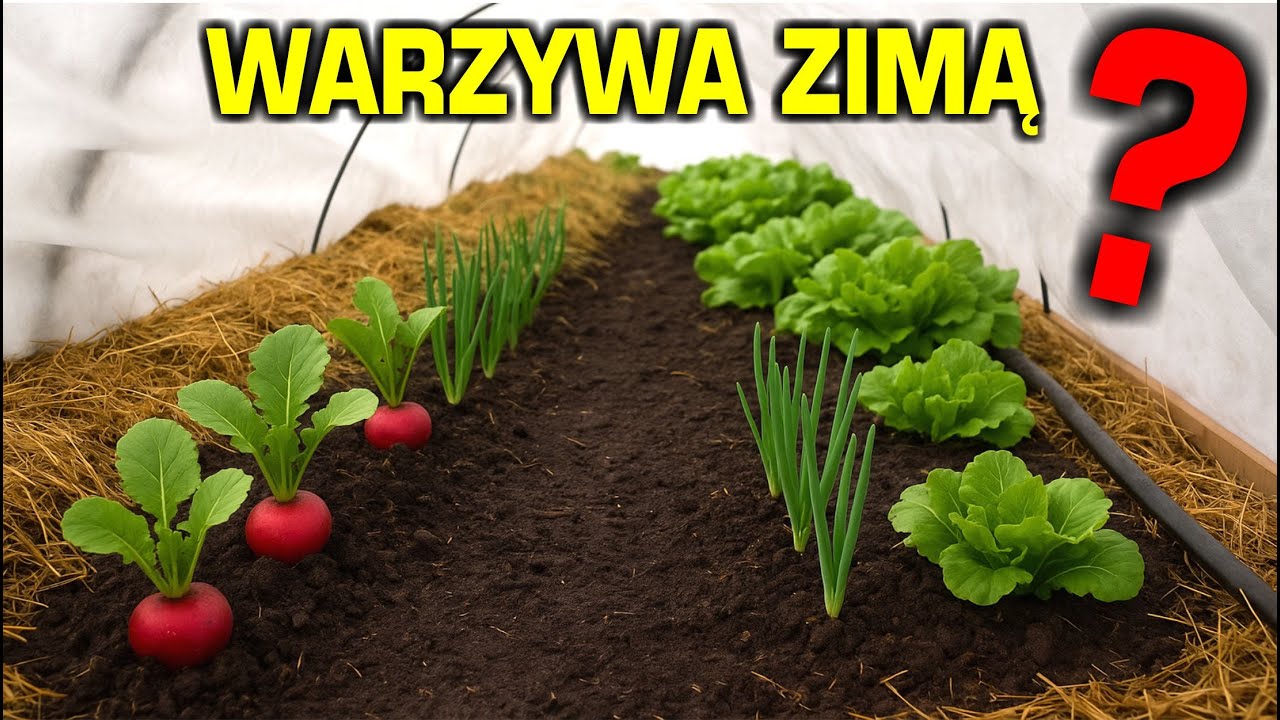 Inni kończą sezon, ja zaczynam! Zimowe uprawy