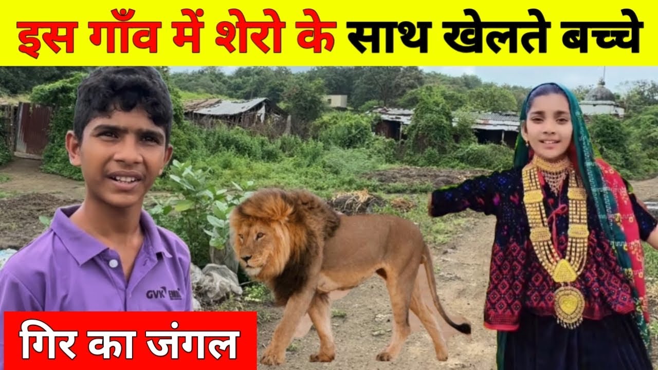 गिर के घनघोर जंगल में शेरों के साथ रहते हैं मालधारी। Gir Forest Village Life Vlog.