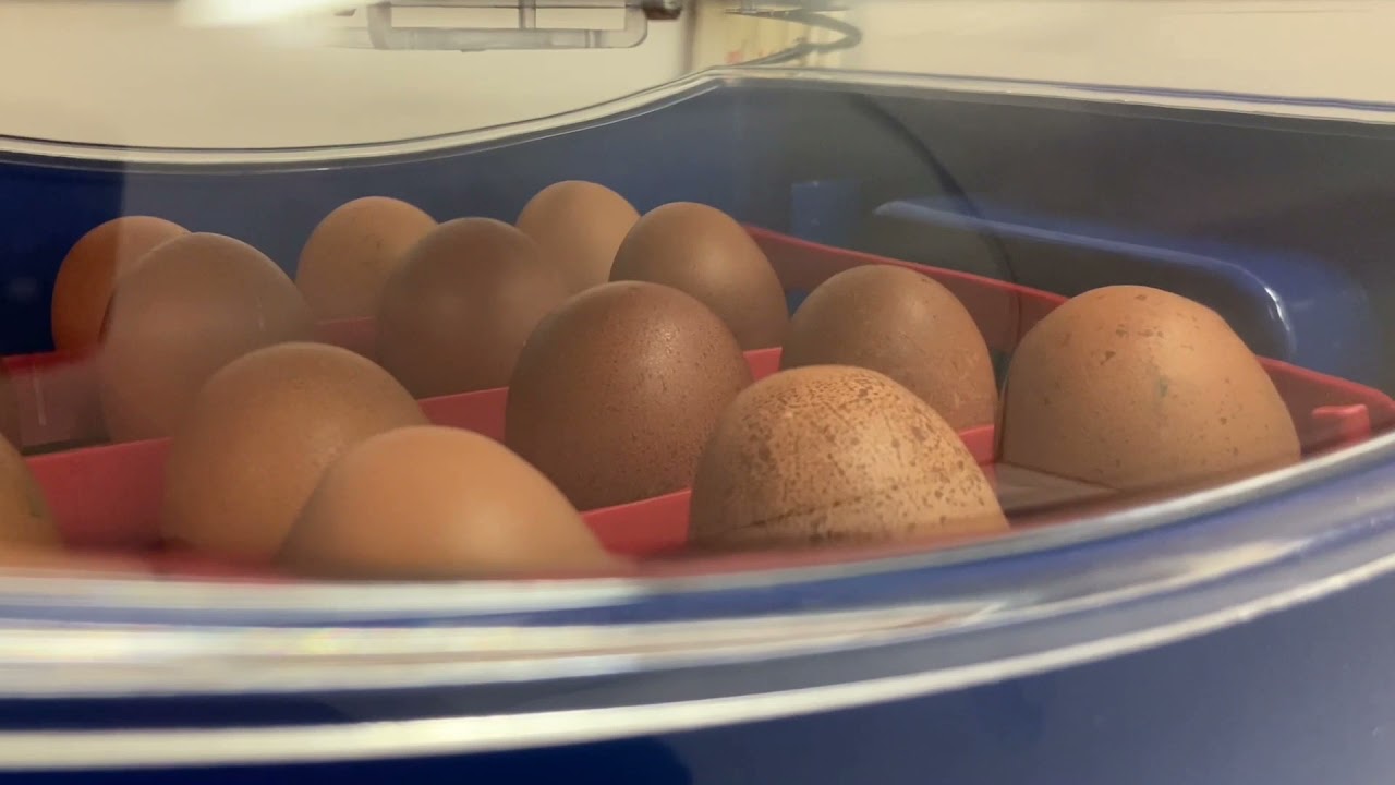 La mia esperienza con l'incubatrice Borotto Lumia16