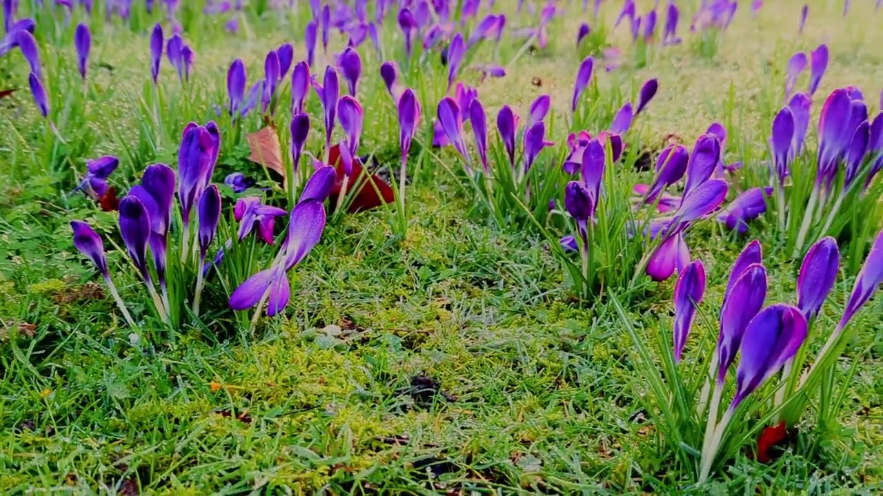 Aurora: Early spring in Regent's Park
