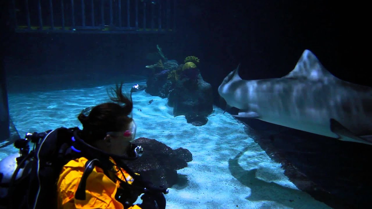Eye-to-Eye Shark Dive