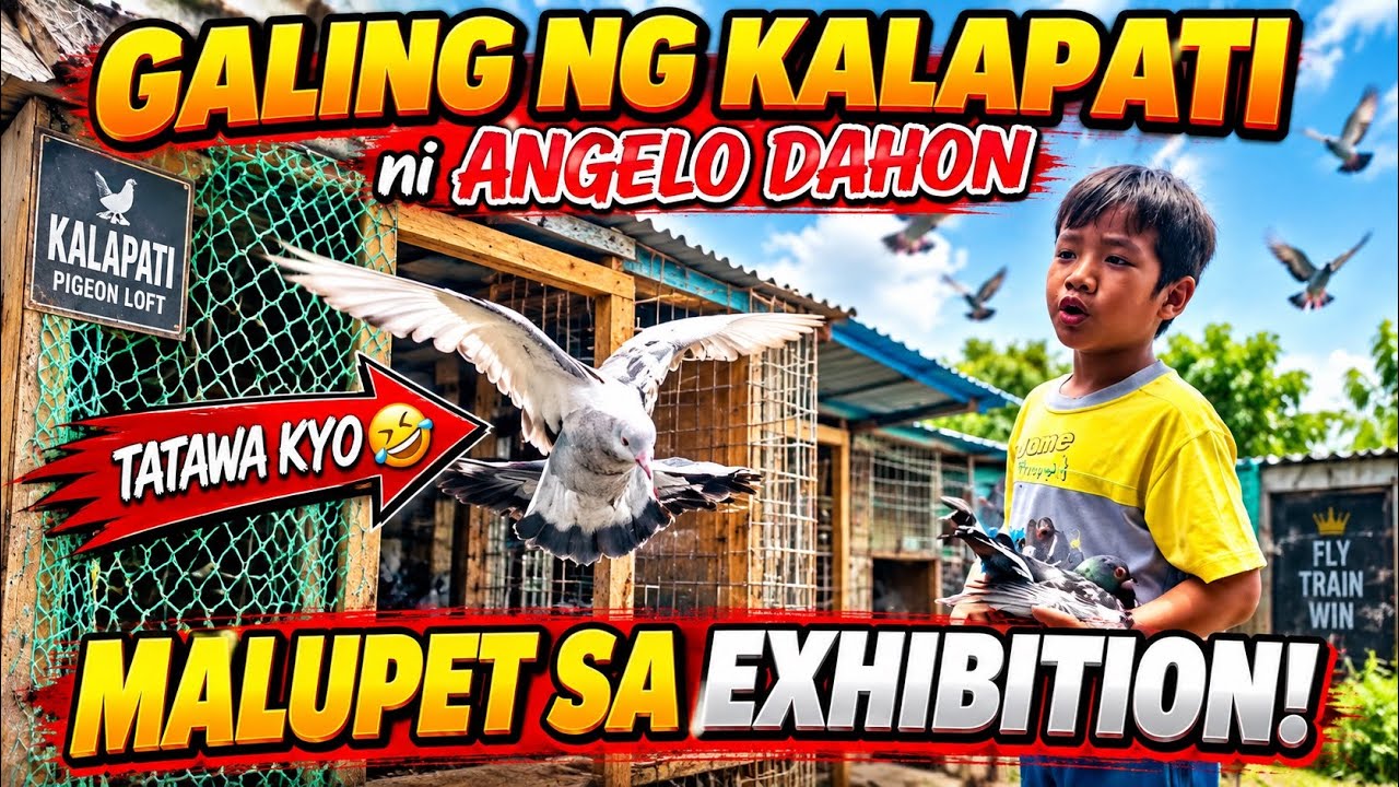 AMIGO ft, ANGELO DAHON | GALING NG  KALAPATI LUPET SA EXHIBITION | 05/02/21