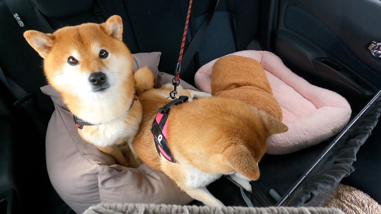 どうしてこうなった！？不安な妹柴の行動に隣で困惑をする柴犬ハチ。