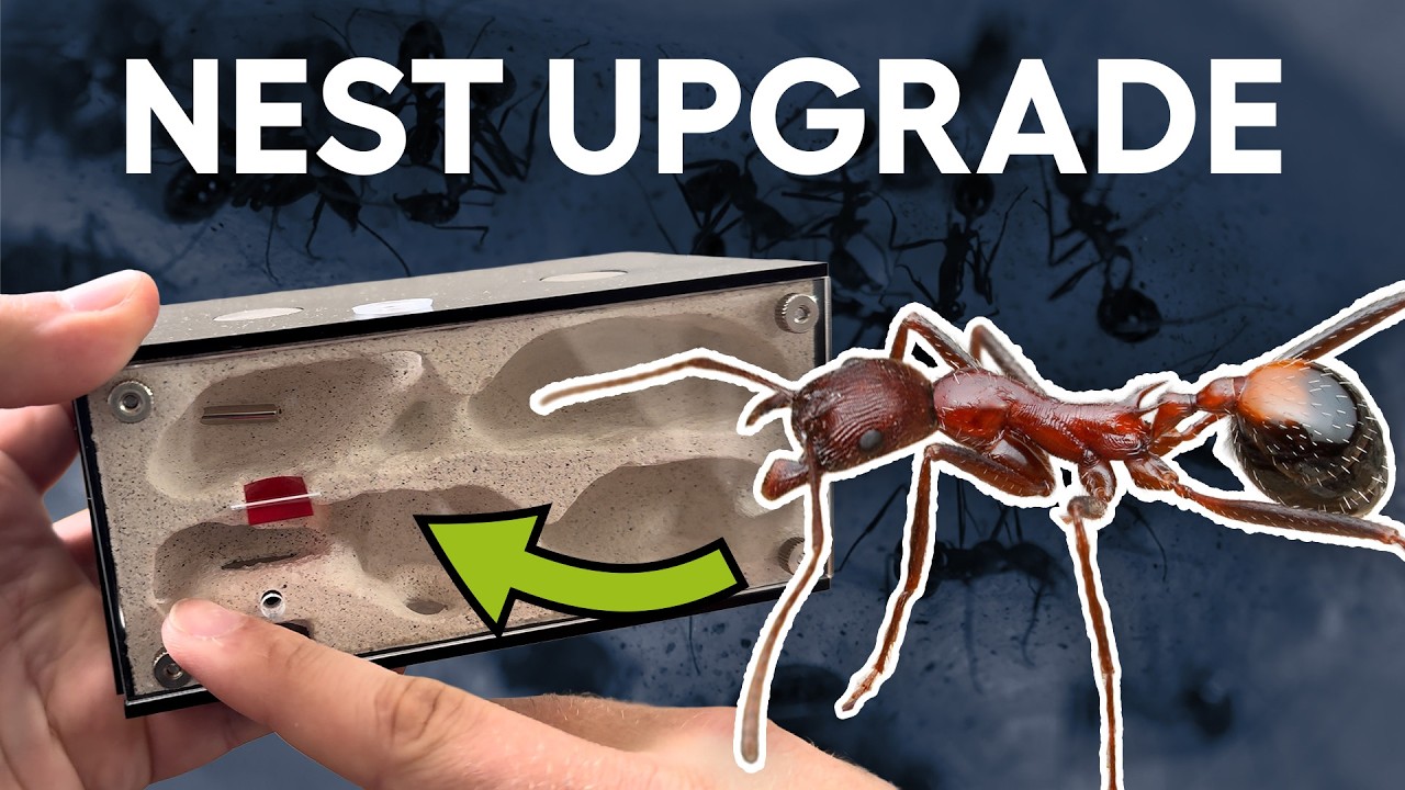 Why I HAD to move my long legged ants