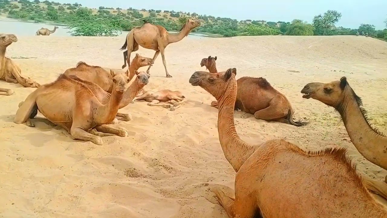 الجمل تأكل العشب الأخضر في الغابة | Camel Doing Fun After Bath | 200 جمل تمارس المرح بعد الاستحمام
