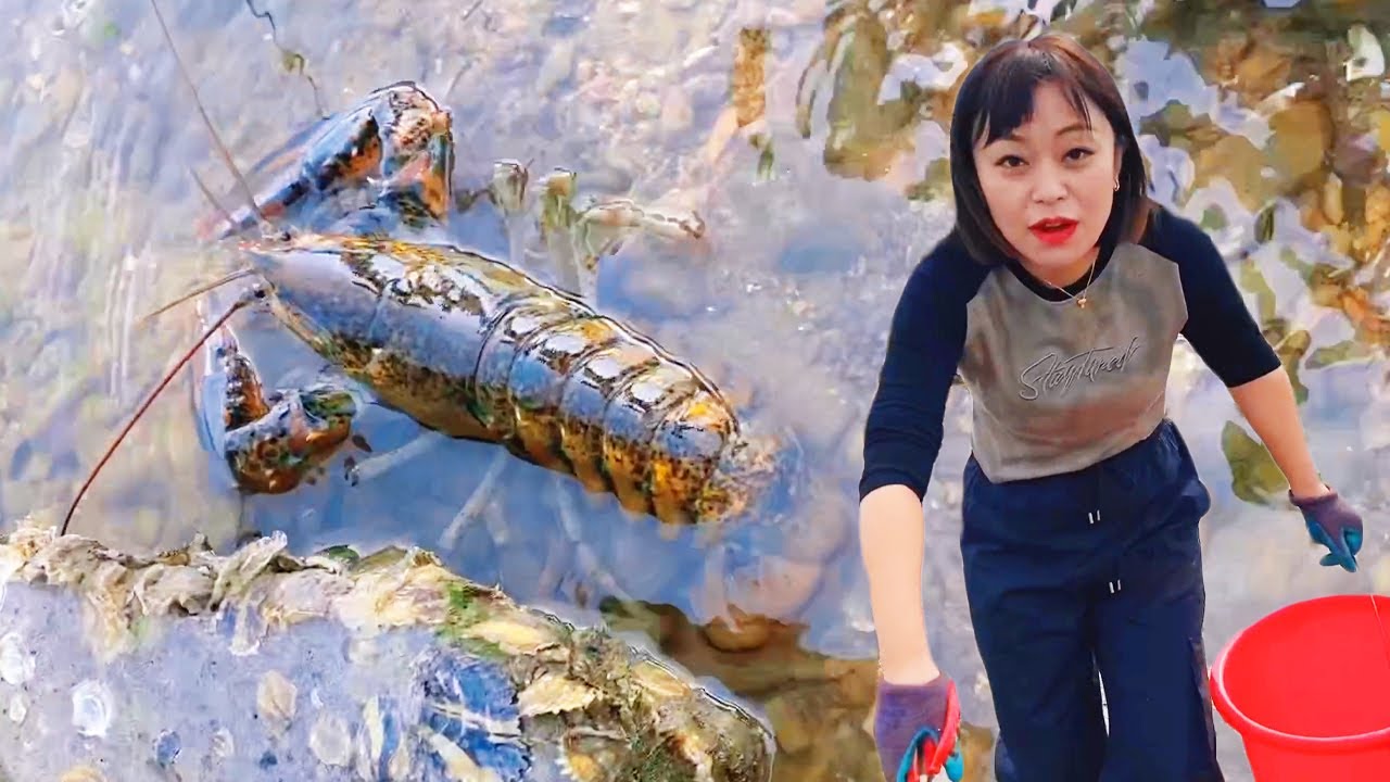 【ENG SUB】小章赶海，好多大龙虾趴在石头缝里，一个人都捡不过来！今天发大财了！