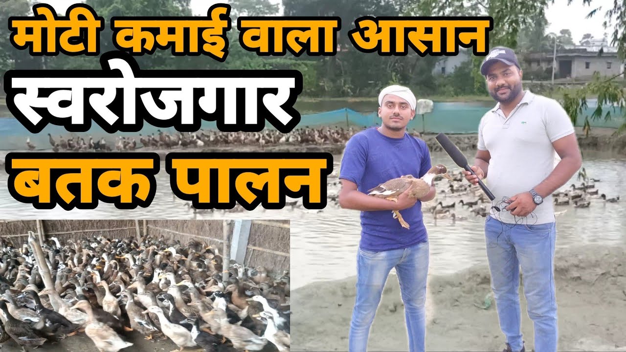 कम पूँजी में अच्छा मुनाफा कमाये ।।।#Duck Farming in bihar।।#satyamkideas#Duckfarming