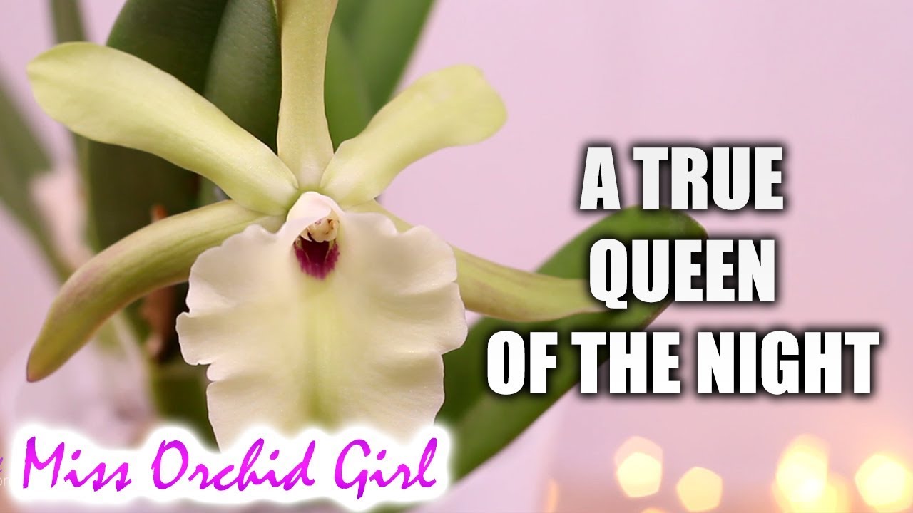 Rhyncholaelia glauca Orchid - A neew queen of the night! + Care tips