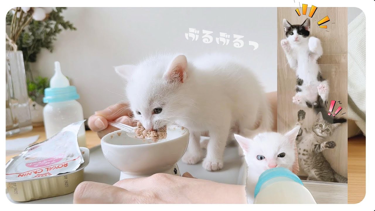 【子猫のはじめて離乳食】「ぶるっぶるる」悶絶級にかわいい食べ方に全米は泣いてない？！やっぱりロイヤルカナンは最強だった【保護猫生活22日目】