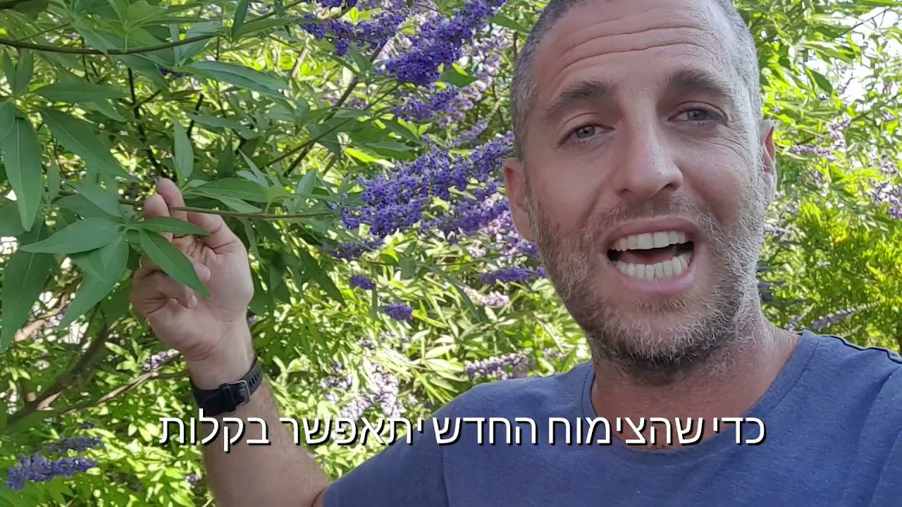 גדר חיה - טיפים לשתילה נכונה