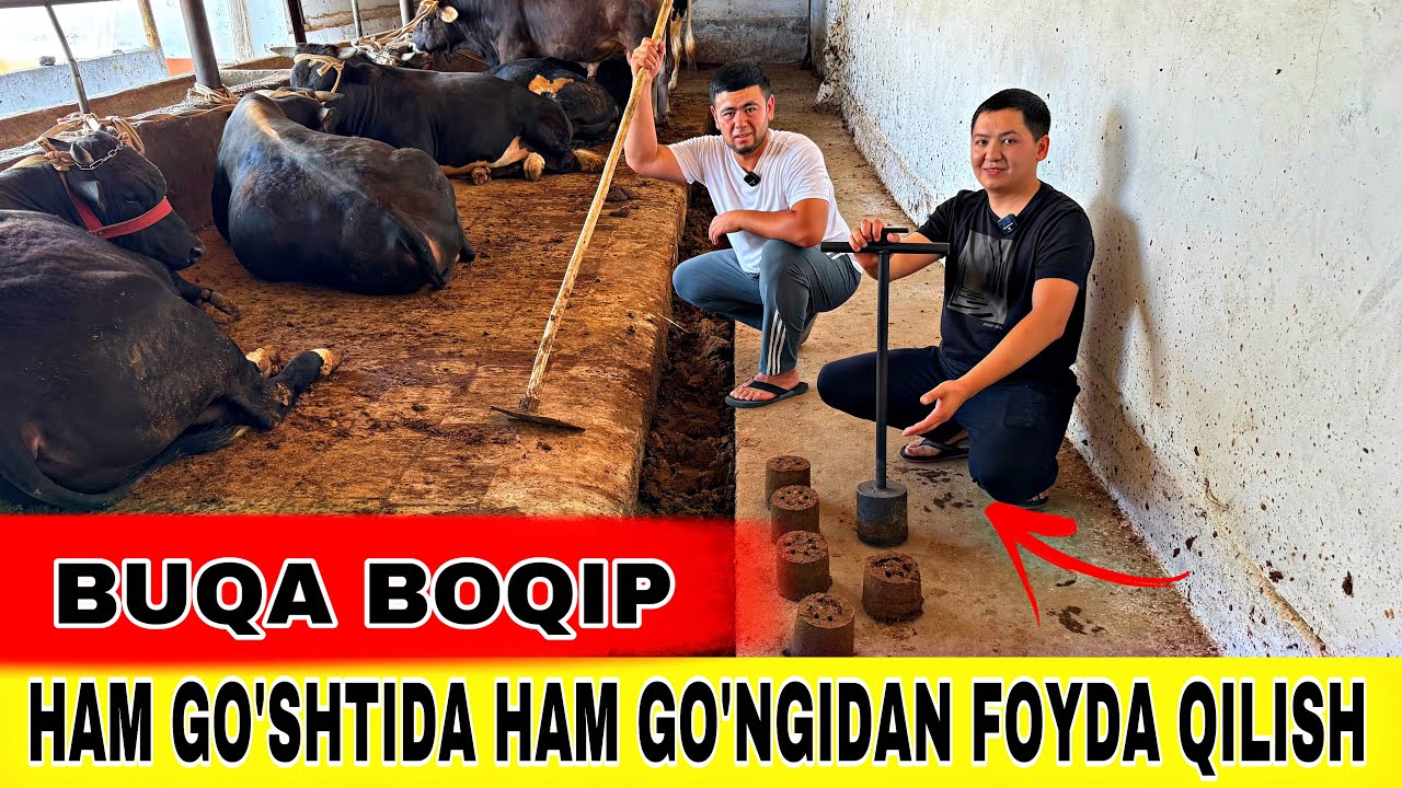 BUQA BOQIB DAROMAD QILISH 21 мая 2025 г.