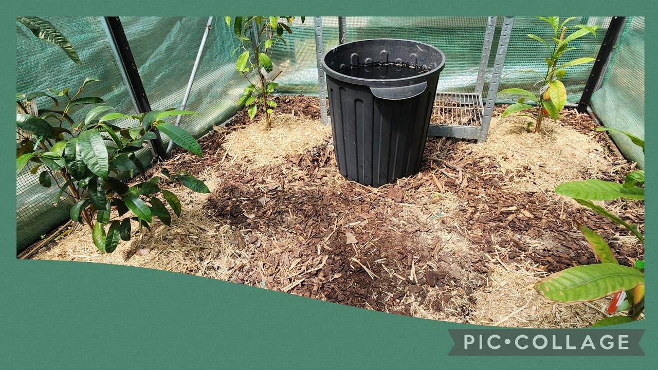 Ultra Tropical Greenhouse Follow Up - It's Hot As Hell In There!