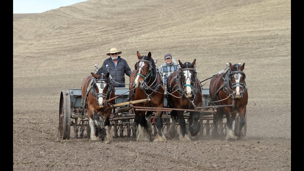 Seeding Wheat and Spreading Fertilizer with horses and mules