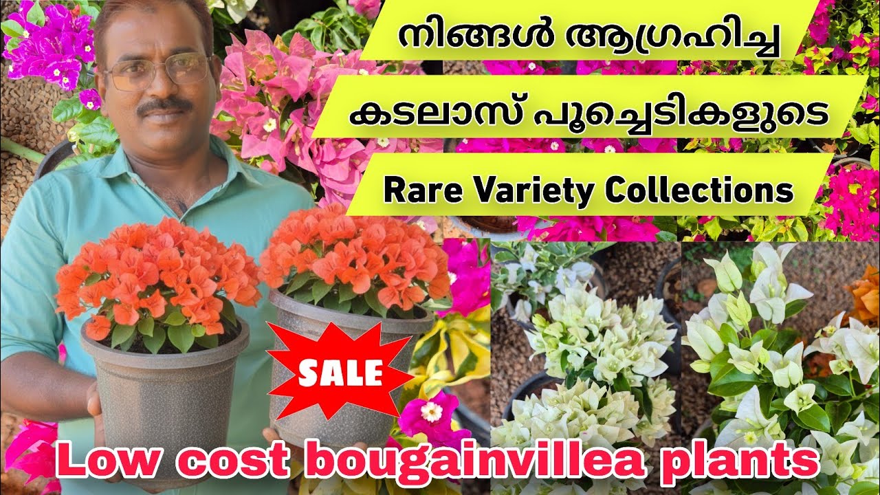 Bougainvillea ചെടികളുടെ നിങ്ങൾ ആഗ്രഹിച്ച മനോഹരമായ വെറൈറ്റി കളക്ഷനുകൾ|Rare variety bougainvillea sale