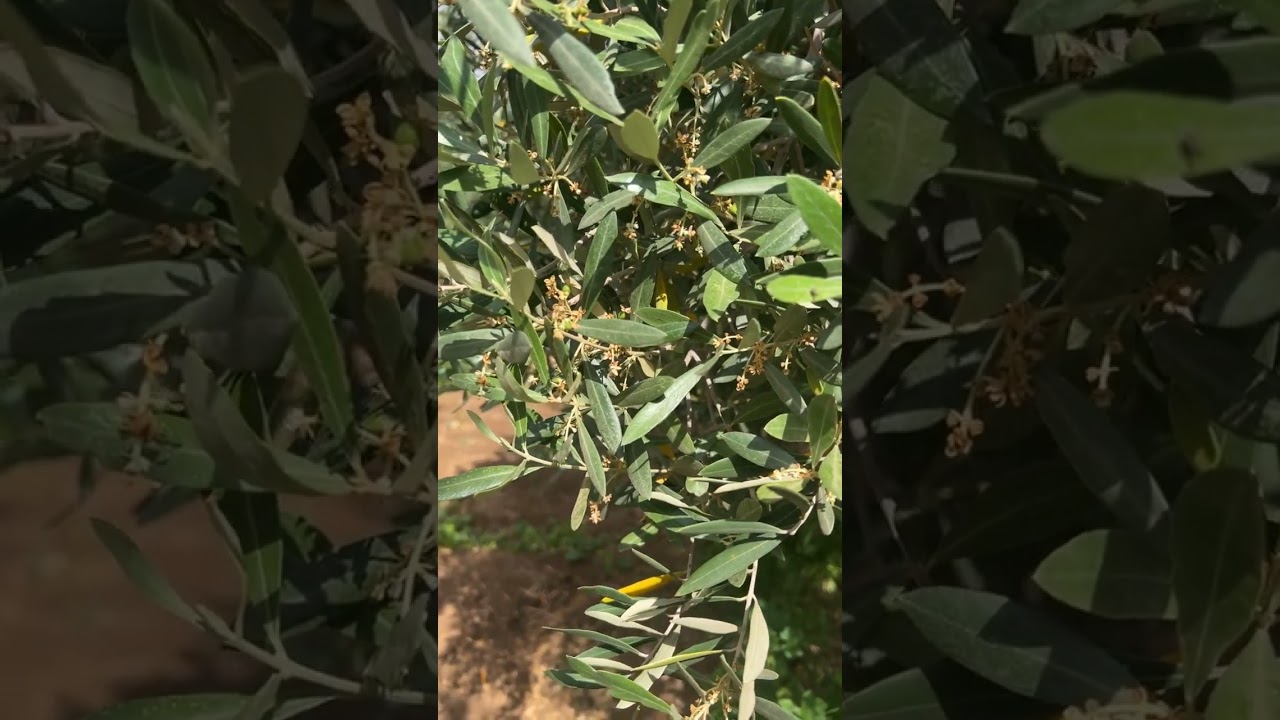 ‏اكبر خطأ  التركيز على صنف واحد يجب التركيز على عدة أصناف في الضيعة من أجل توازن في الإنتاج كل عام